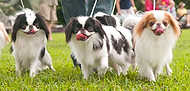 64-DogDay-9167