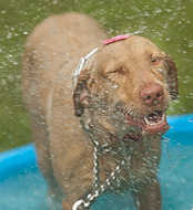76-DogDay-7427