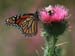 Shared_flower