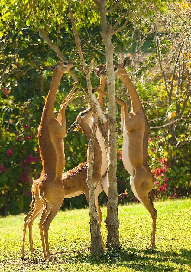 030-Zoolens.JPG