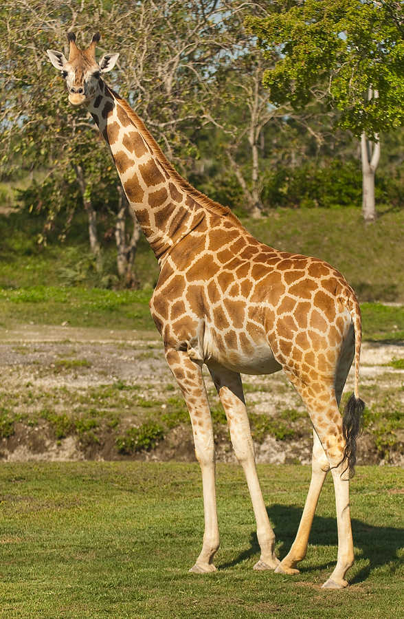 035-Zoolens.JPG
