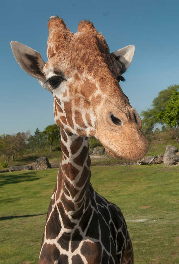 036-Zoolens.JPG