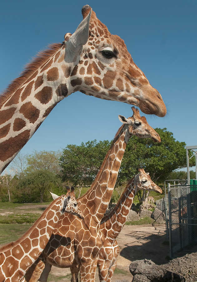 047-Zoolens.JPG