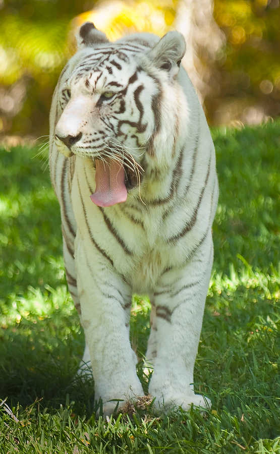 091-Zoolens.JPG