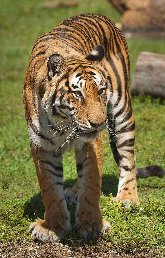 093-Zoolens.JPG