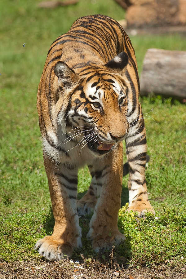 094-Zoolens.JPG