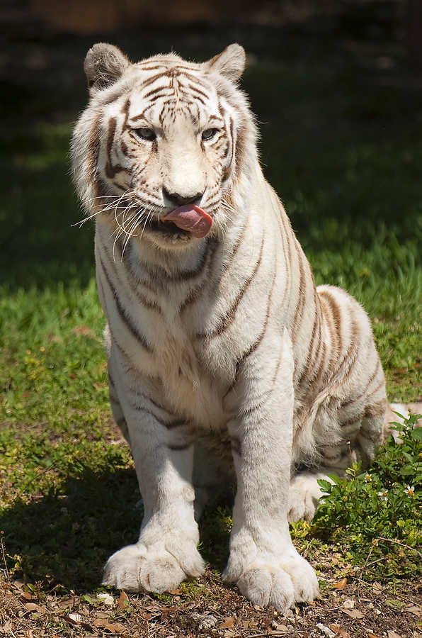 097-Zoolens.JPG
