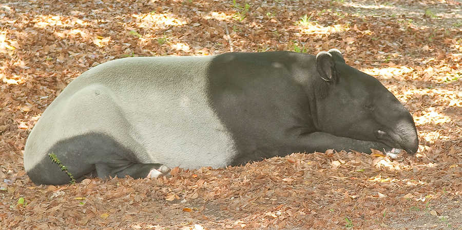 129-Zoolens.JPG