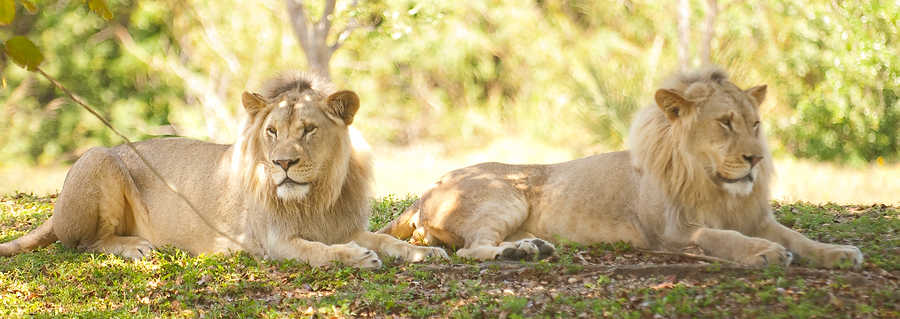 145-Zoolens.JPG