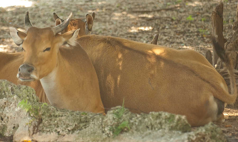 149-Zoolens.JPG