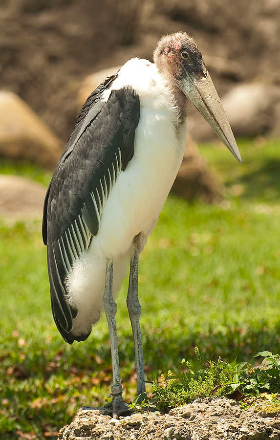 161-Zoolens.JPG