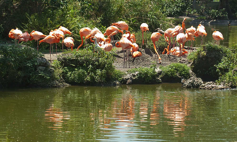 163-Zoolens.JPG