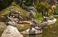164-Zoolens-sm - 